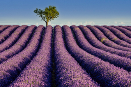 Bild-Nr: 12414979 Lavendelblüte in der Provence Erstellt von: Achim Thomae