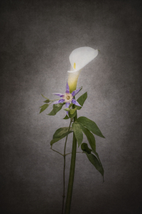 Bild-Nr: 12415931 Grazile Blumen - Calla und Clematis - Vintage-Stil Erstellt von: Melanie Viola