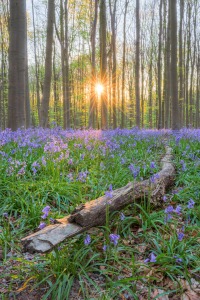 Bild-Nr: 12417486 Ast am Wegesrand im Hallerbos in Belgien Erstellt von: Michael Valjak