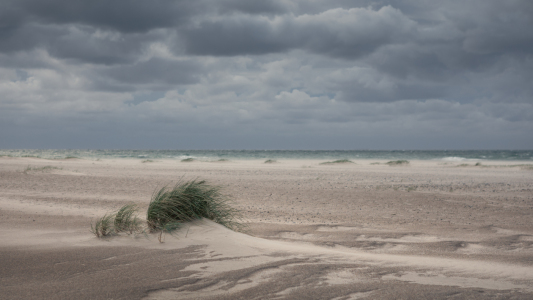 Bild-Nr: 12419433 Sandstrand mit Grasbusch an der Küste von Dänemark Erstellt von: BastianLinder