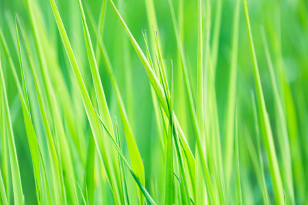 Bild-Nr: 12422972 green - green - grass   ---     Erstellt von: Ursula Reins