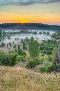 Bild-Nr: 12424302 Totengrund Lüneburger Heide Erstellt von: Michael Valjak
