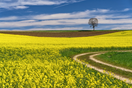 Bild-Nr: 12425697 Frühling in Bayern Erstellt von: Achim Thomae