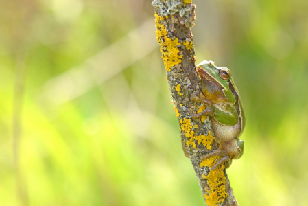 Bild-Nr: 12426276 Laubfrosch Erstellt von: GUGIGEI