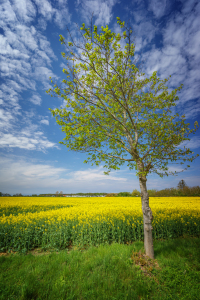 Bild-Nr: 12426571 Rapsbaum Erstellt von: FotoDeHRO