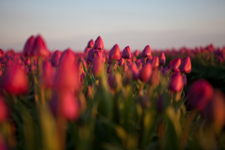 Bild-Nr: 12429694 Tulpenmeer Erstellt von: t-ART