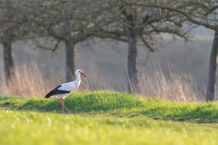 Bild-Nr: 12434725 Weißstorch im Frühling Erstellt von: DirkR