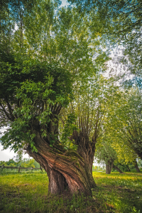 Bild-Nr: 12436481 Alte Weide Erstellt von: Steffen Gierok