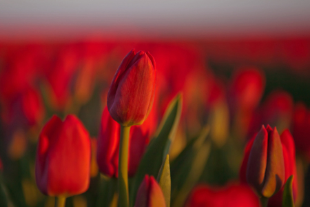 Bild-Nr: 12436602 Im Tulpenmeer Erstellt von: t-ART