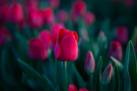 Bild-Nr: 12436604 Rote Tulpen Erstellt von: t-ART