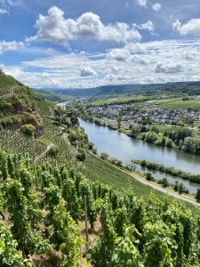 Bild-Nr: 12439604 Mosel Weinberge  Erstellt von: figo24