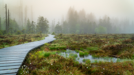 Bild-Nr: 12439663 Torfhausmoor im Nebel Erstellt von: Steffen Henze