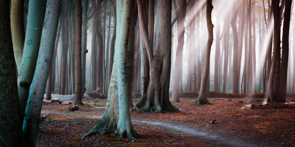 Bild-Nr: 12440327 Wald in Nienhagen Erstellt von: Martin Wasilewski