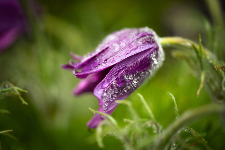 Bild-Nr: 12441846 Verregnete Blüte Erstellt von: Patrick Schwarzbach