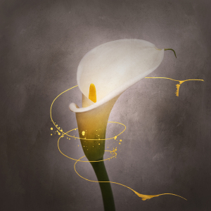 Bild-Nr: 12443526 Grazile Blume - Calla Nr 4 - Vintage-Stil gold  Erstellt von: Melanie Viola