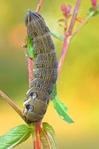Bild-Nr: 12443554 Raupe Erstellt von: GUGIGEI
