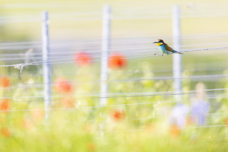 Bild-Nr: 12444012 Weinbergromantik Erstellt von: Daniela Beyer