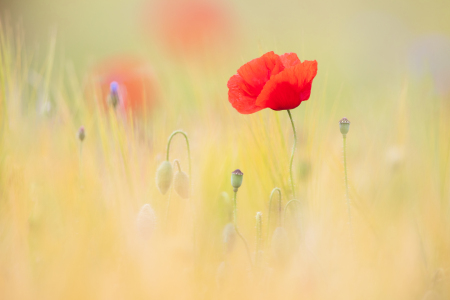 Bild-Nr: 12445237 Mohn im Getreidefeld Erstellt von: Daniela Beyer