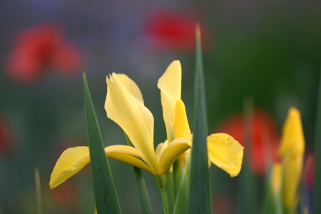 Bild-Nr: 12448655 Iris Erstellt von: GUGIGEI