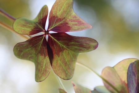 Bild-Nr: 12449864 Kleeblatt Erstellt von: Wunderblume1