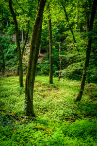 Bild-Nr: 12456364 Morgenbachtal 14 Erstellt von: Erhard Hess