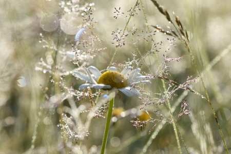 Bild-Nr: 12456573 Glitzerwelt Erstellt von: GUGIGEI