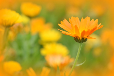 Bild-Nr: 12460763 Ringelblumen Erstellt von: GUGIGEI