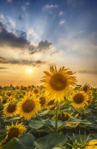 Bild-Nr: 12465890 Sonnenblumen im Sonnenuntergang  Erstellt von: Melanie Viola