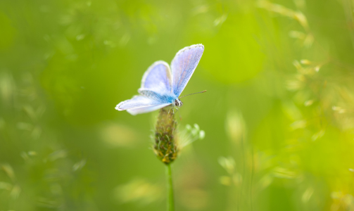 Bild-Nr: 12466066 Bläuling auf der Wiese Erstellt von: Patrick Schwarzbach