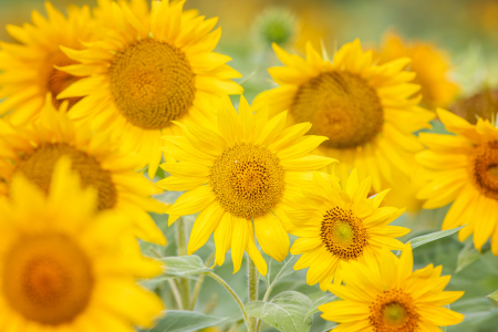 Bild-Nr: 12468002 Sonnenblumen Erstellt von: FotoDeHRO