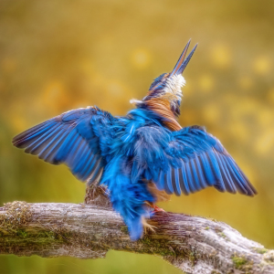 Bild-Nr: 12469872 Eisvogel geschüttelt Erstellt von: Thomas Herzog