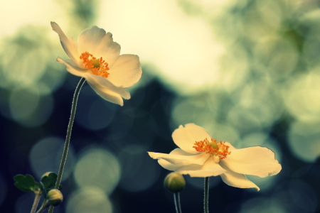 Bild-Nr: 12470661 Anemonen Erstellt von: GUGIGEI