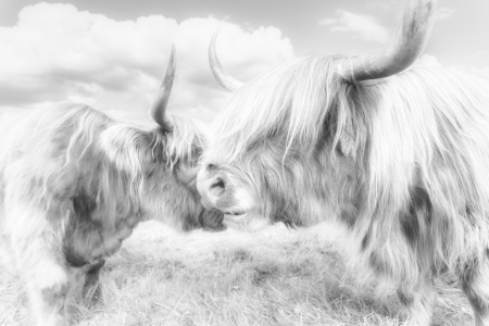 Bild-Nr: 12473693 Zwei schottische Hochlandrinder Erstellt von: Daniela Beyer