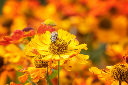 Bild-Nr: 12475406 Sommer im Garten Erstellt von: FotoDeHRO