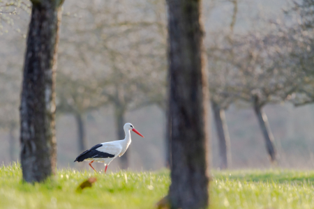 Bild-Nr: 12478344 Weißstorch Erstellt von: DirkR