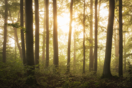 Bild-Nr: 12479224 Morgensonne im Wald Erstellt von: luxpediation