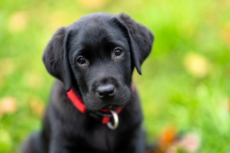 Bild-Nr: 12480630 Labrador Retreiver Welpe Erstellt von: Achim Thomae