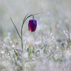 Bild-Nr: 12481421 Schachblume Erstellt von: Daniela Beyer