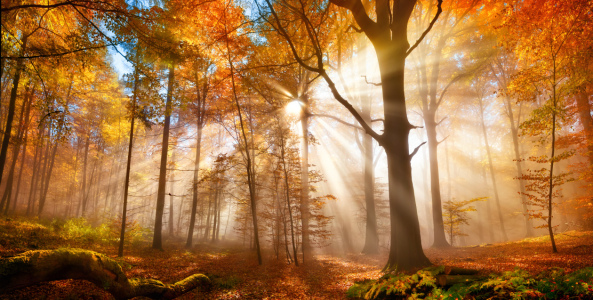 Bild-Nr: 12485443 Goldener Wald im Herbst Erstellt von: Smileus