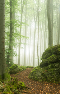 Bild-Nr: 12486018 Felsen im Wald  Erstellt von: luxpediation