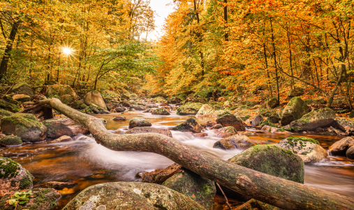 Bild-Nr: 12493879 Herbstliches Ilsetal Erstellt von: Steffen Henze
