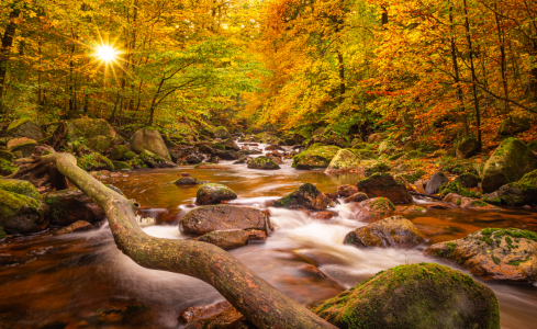 Bild-Nr: 12494104 Sonnenstern im Ilsetal  Erstellt von: Steffen Henze