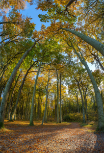 Bild-Nr: 12495298 Im Herbstlichen Wald Erstellt von: FotoDeHRO