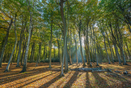 Bild-Nr: 12495324 Herbstlicht Erstellt von: FotoDeHRO