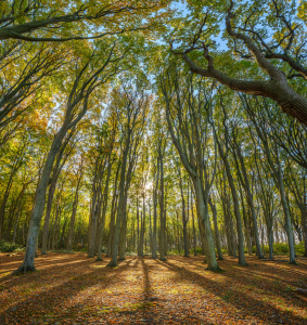 Bild-Nr: 12495325 Herbst Im Wald Erstellt von: FotoDeHRO