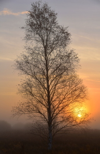 Bild-Nr: 12497404 Novemberblues Erstellt von: GUGIGEI