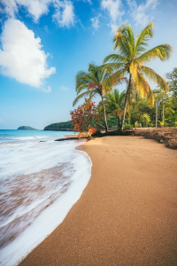 Bild-Nr: 12504513 Guadeloupe Strand in der Karibik mit Palmen Erstellt von: Jean Claude Castor