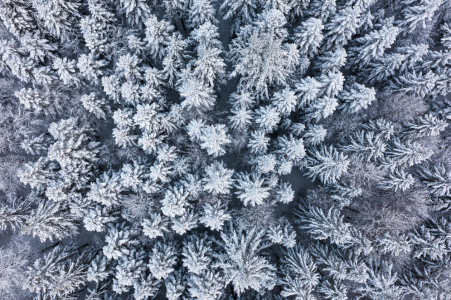 Bild-Nr: 12529339 Winter im Schwarzwald Erstellt von: dieterich