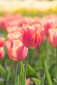 Bild-Nr: 12553360 Prächtige Tulpen Erstellt von: MartinaW