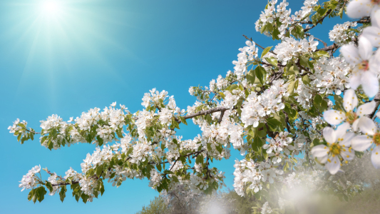 Bild-Nr: 12556681 Weiße Blüten im verträumten Sonnenlicht Erstellt von: Smileus